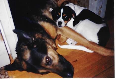 Dansk svensk gaardhund Pelle - Pelle-dreng putter med Dina. billede 10