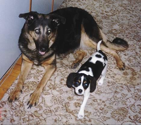 Dansk svensk gaardhund Pelle - Pelle og Dina. billede 11