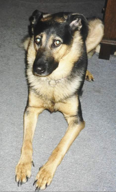 Blanding af racer Dina (DØD i 2001) - Dina-tøsen ligger og kigger på far (bag kameraet)!! billede 1