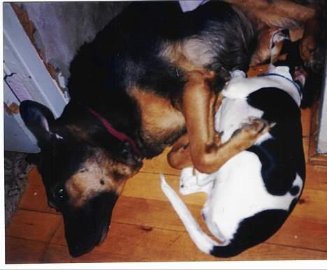 Blanding af racer Dina (DØD i 2001) - ÅÅÅÅHH, endelig gik han kold!!! billede 4