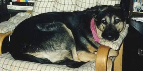 Blanding af racer Dina (DØD i 2001) - .....Hvad mener du med doven? ....jeg er jo en ældre dame, skal du lige huske! billede 5