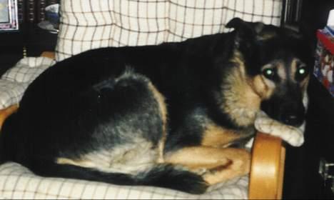 Blanding af racer Dina (DØD i 2001) - ...........Okay, lidt doven er jeg måske!!! ....Eller hvá? billede 6