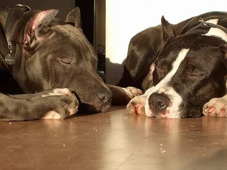 Amerikansk staffordshire terrier zally - zzzzzzzzzzzzzzzzzzzzzzzzzzzzzzzzzzzzzzzzzzzzzzzzzzzzzzzzzzzzzzzz billede 12