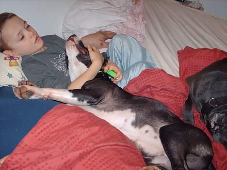 Amerikansk staffordshire terrier zally - jeg elsker oliver billede 13