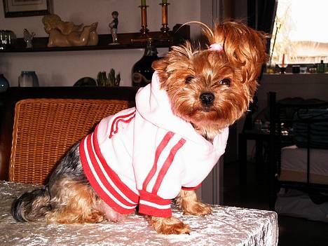 Yorkshire terrier Daisy Doll - Har fået ny sweat-shirt, er jeg ikke flot ! !  billede 1