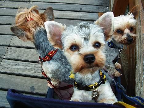 Yorkshire terrier Faber's Scarlett - Scarlett på ferie i Italien i 2005 billede 1