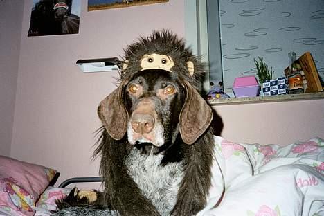 Korthåret hønsehund Betty  R.I.P<3 - mig og sines, ynlings bamse rynke, jeg har os dyne på.. billede 2