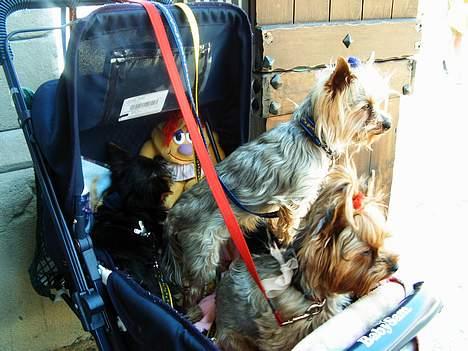 Yorkshire terrier Faber's Scarlett - Scarlett på ferie med far Lucky Max og mor Daisy Doll billede 3