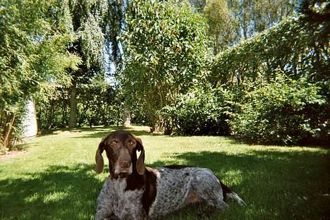 Korthåret hønsehund Betty  R.I.P<3 - her ligger jeg li og nyder, at jeg er i skyggen, ah billede 3