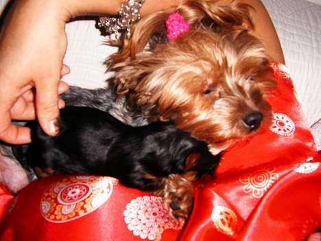 Yorkshire terrier Daisy Doll - daisy med en af sine babyer billede 3
