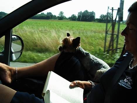 Yorkshire terrier Daisy Doll - Daisy kører Bil billede 4