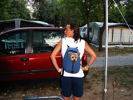 Yorkshire terrier Faber's Scarlett billede 4