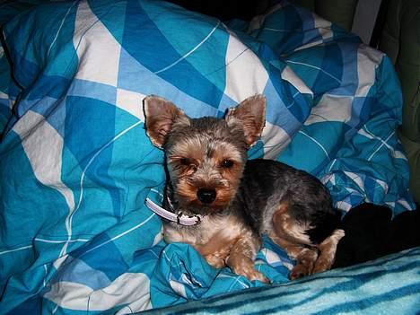 Yorkshire terrier Faber's Scarlett billede 5