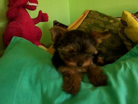 Yorkshire terrier Daisy Doll - Daisy ca. 4-5 mdr. gammel billede 6