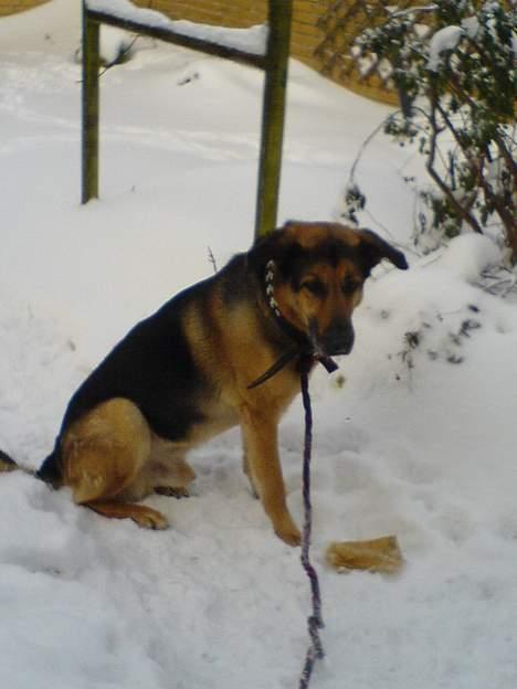 Schæferhund Rex "RIP" du er elsket<3 - Hov? billede 4