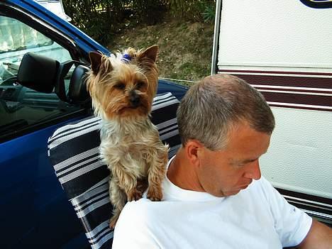 Yorkshire terrier Lucky Max - Lucky Max - - Fars dreng billede 1