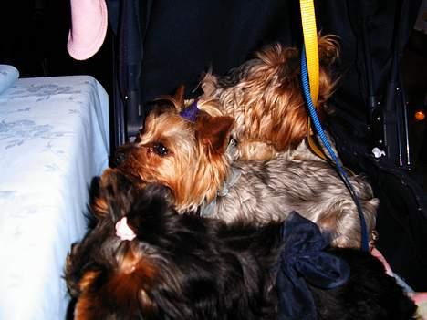 Yorkshire terrier Lucky Max - Max I midten billede 2