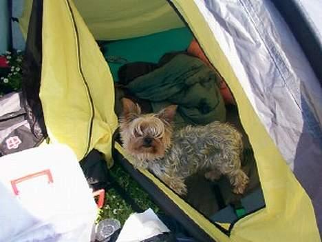 Yorkshire terrier Lucky Max billede 3