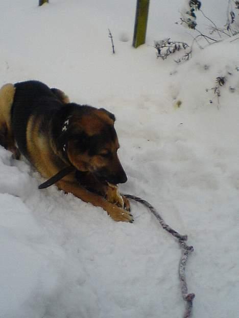 Schæferhund Rex "RIP" du er elsket<3 - Namme mad! billede 5