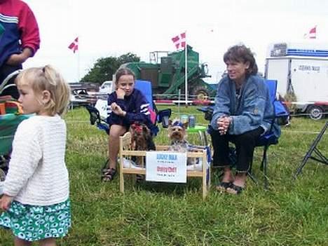 Yorkshire terrier Lucky Max - Til Børne Dyrskue med Daisy billede 4