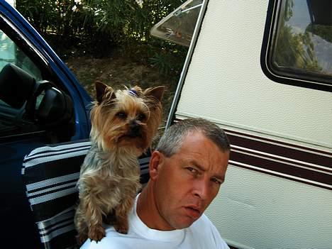 Yorkshire terrier Lucky Max - Typisk de 2 -- Max & far billede 5