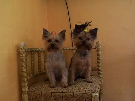 Yorkshire terrier Lucky Max - Lucky Max & Daisy Doll , Max til venstre billede 6