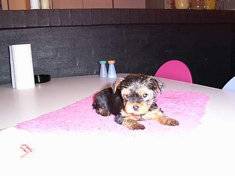 Yorkshire terrier Daisy Doll - Daisy Doll 7 uger gammel billede 7