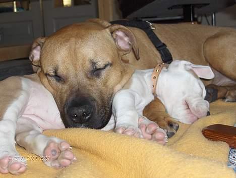 Amerikansk staffordshire terrier Kejser Bastian - Se allesammen dette er min nye.... øhhh.. hovedpude??  billede 17