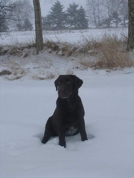 Labrador retriever Bella  - Bella i sneen jan. 2006 billede 10