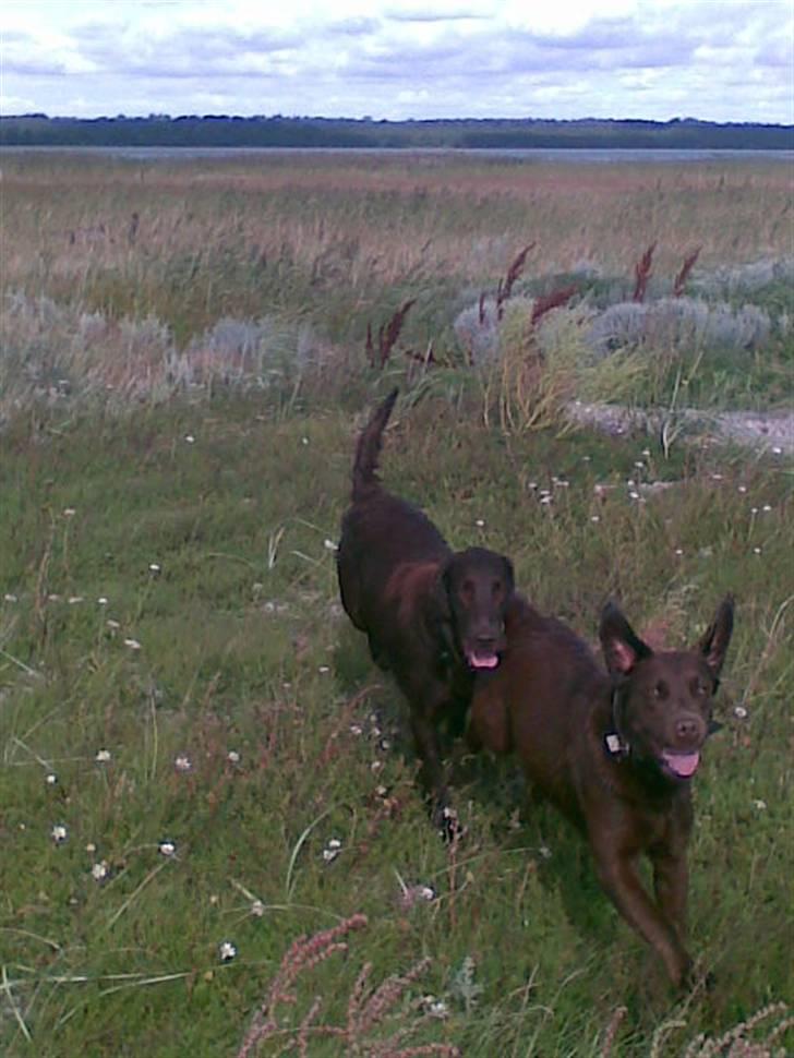 Labrador retriever Bella  - Her kommer vi....! Bella og Molly i hopla, september 2007. billede 11