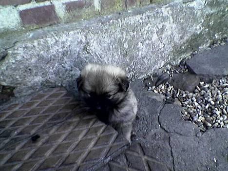 Pomeranian Diego - Lille diego der er 6 uger gammel her.. billede 2