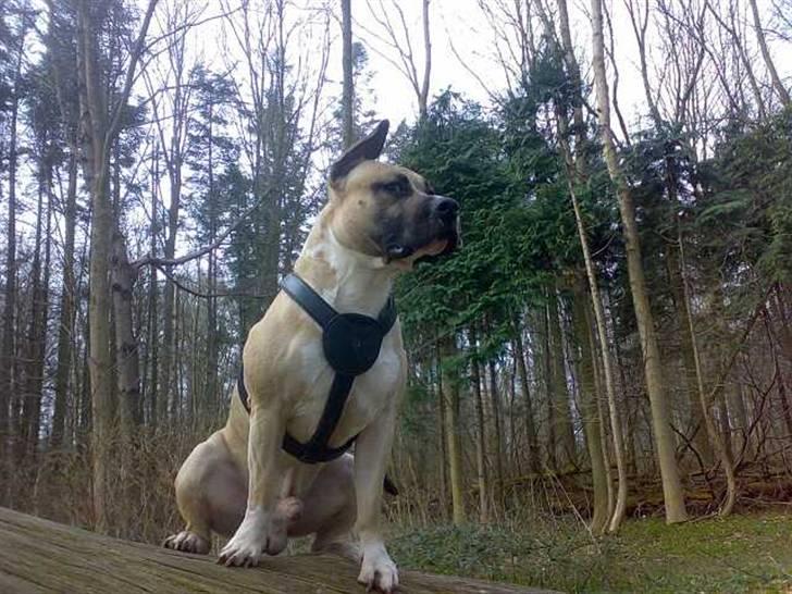Amerikansk staffordshire terrier Eddie (2005-2018) - velkommen til eddies profil billede 1