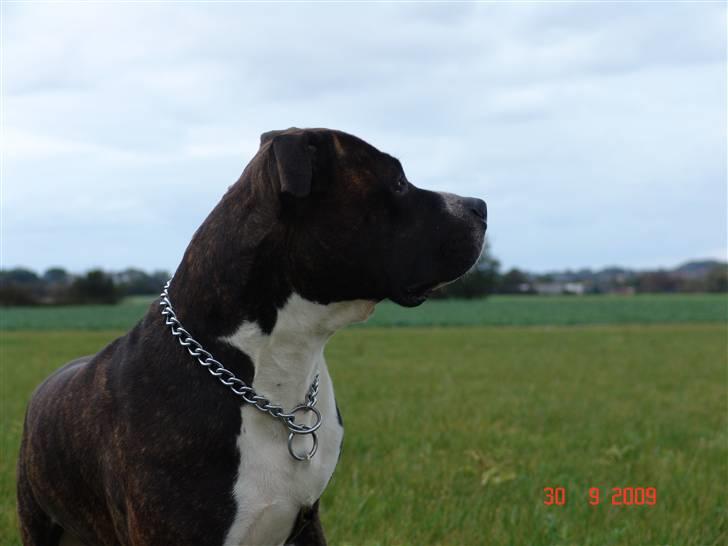 Amerikansk staffordshire terrier Jack (2004-2017)  billede 3