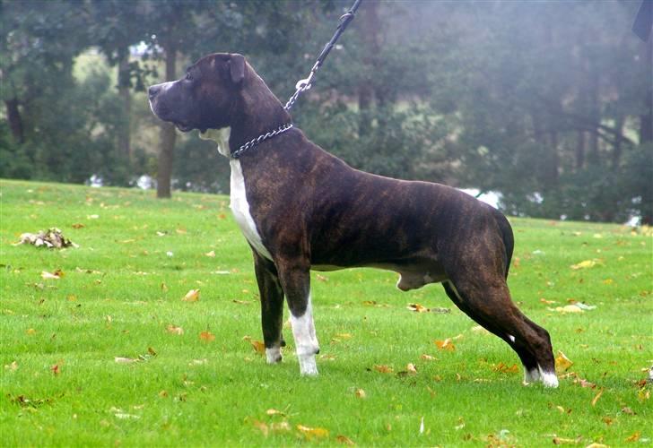 Amerikansk staffordshire terrier Jack (2004-2017)  billede 4