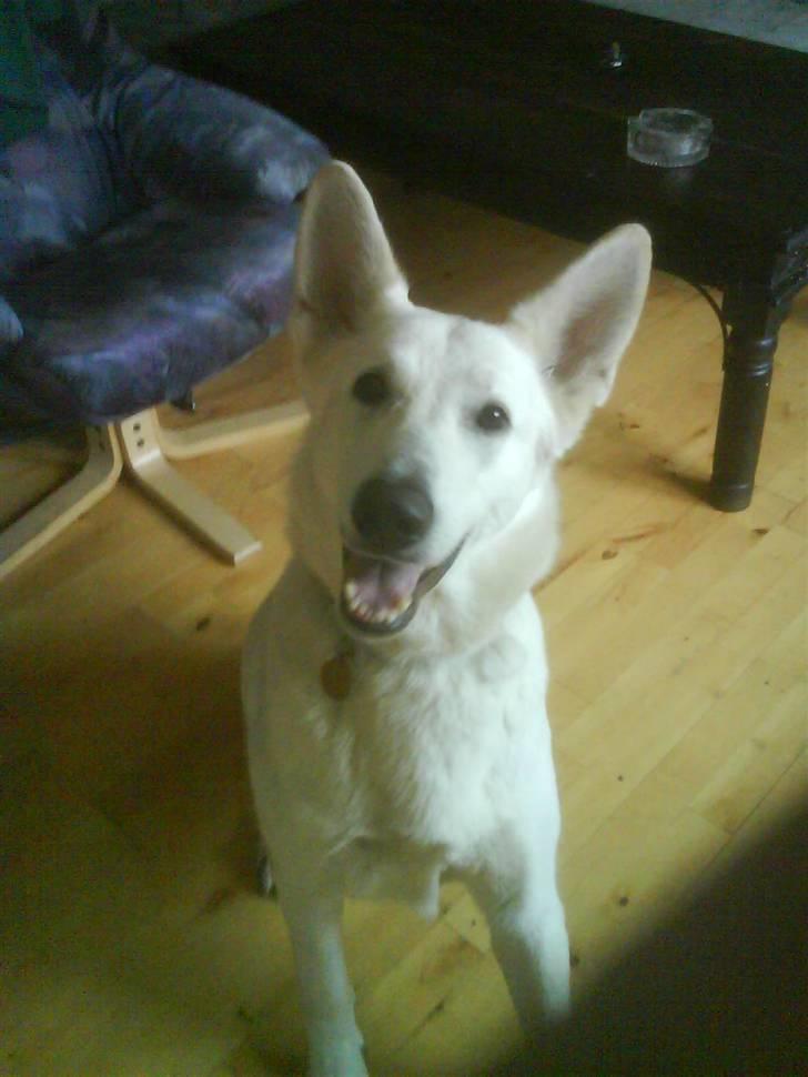 Hvid schæfer bella R.I.P - hej jeg hedder bella billede 1