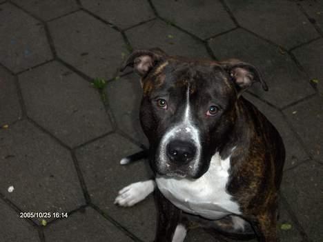 Amerikansk staffordshire terrier Jack (2004-2017)  billede 5