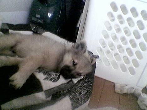 Pomeranian Diego - Puha jeg er træt efter at have leget med mor.. billede 3