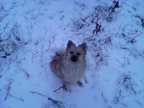 Pomeranian Diego - Diego der sidder så flot i sneen.. billede 4
