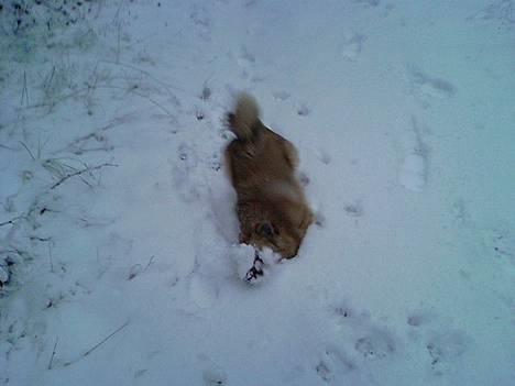 Pomeranian Diego - Uhh jeg elsker bare snevejr.. billede 5
