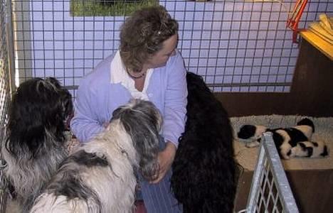 Schapendoes Phillip Marlowe - Phillips mor og tanter vil alle have æren af at vise os de små hvalpe billede 1