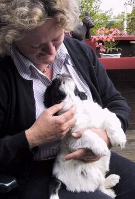 Schapendoes Phillip Marlowe - Ejeren af kenlen havde valgt Phillip til os - den sødeste af dem alle billede 2