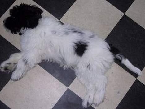 Schapendoes Phillip Marlowe - Men sine 2 mdr. fylder han ikke mere end to køkkenfliser billede 3