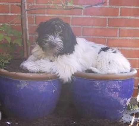 Schapendoes Phillip Marlowe - Han bliver dog hurtig for stor til at nøjes med én krukke på altanen billede 4