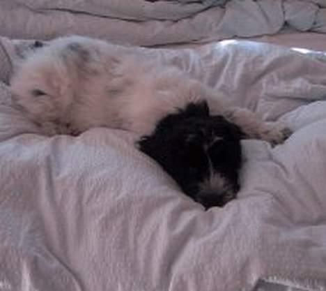 Schapendoes Phillip Marlowe - Men ikke for stor til at putte sig i dynerne billede 5