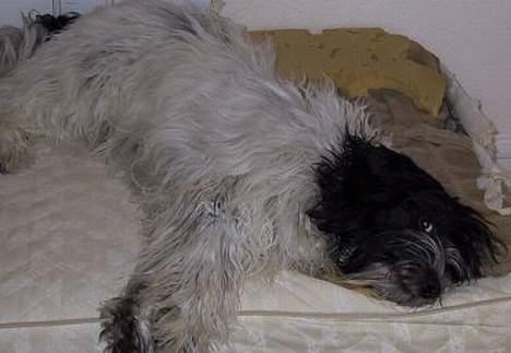 Schapendoes Phillip Marlowe - Alene hjemme - tja - så kan der hurtig "ryge" en madras! billede 6