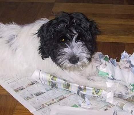 Schapendoes Phillip Marlowe - Eller en avis ! billede 7