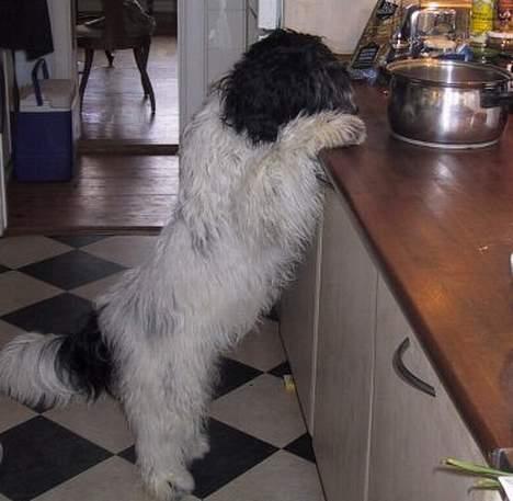 Schapendoes Phillip Marlowe - Desværre jkan jeg ikke helt nå gryden - selvom det dufter rigtig godt! billede 8