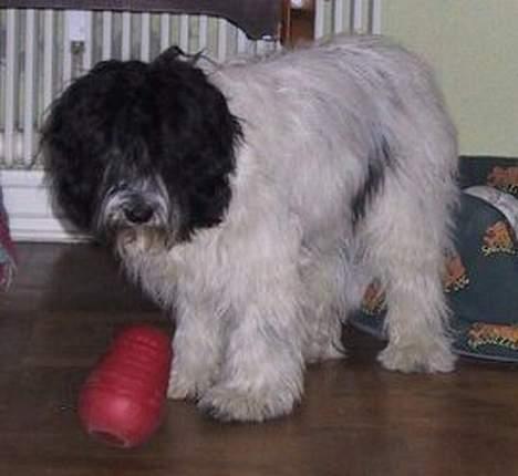 Schapendoes Phillip Marlowe - Jeg har fået lidt legetøj - en top der kommer kugler ud af når man vipper den! billede 9