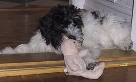 Schapendoes Phillip Marlowe - Og en bamse der har godt af at få revet ørene af! billede 10