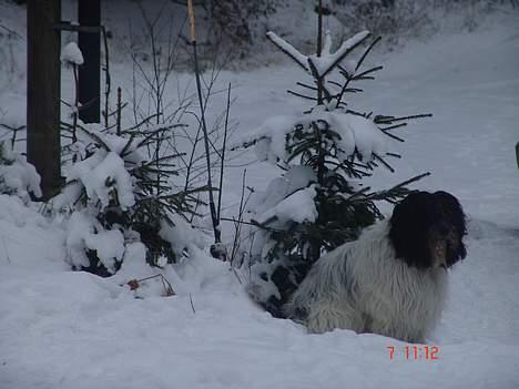 Schapendoes Phillip Marlowe - Gider de ikke gå tur holder jeg bare vagt foran huset! billede 12